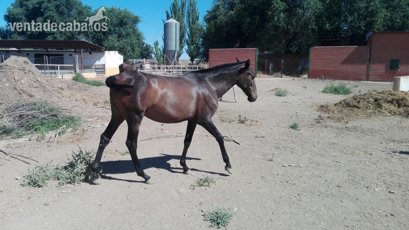 Venta de yeguas y potros PRE - PRE