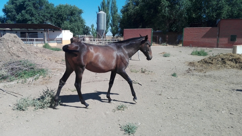 Venta de yeguas y potros PRE - PRE