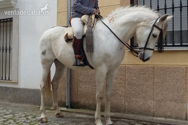 Hispano-Arabe