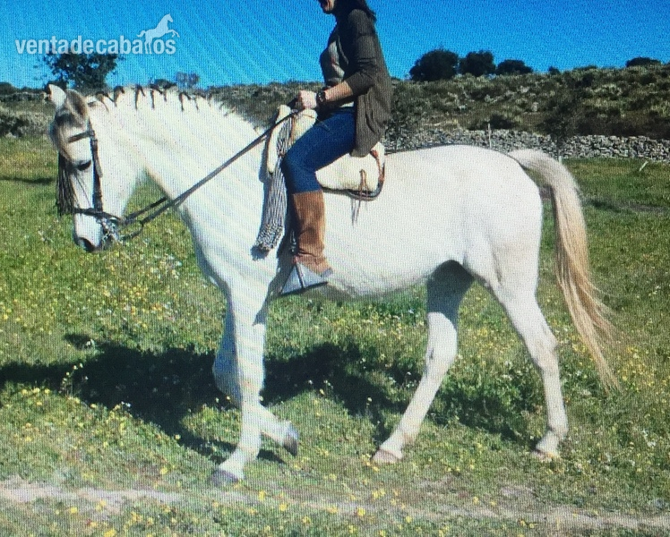 Caballo Hispano Árabe Hispano-Arabe - Venta de potros hispanoárabes (Hà) con carta YM