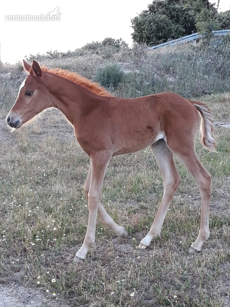 Venta de potros hispanoárabes (Hà) con carta YM - Caballo Hispano Árabe Hispano-Arabe