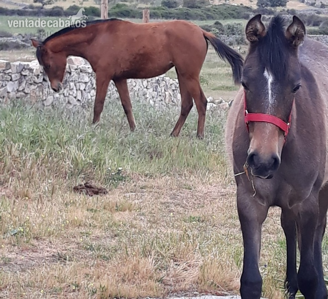 Venta de potros hispanoárabes (Hà) con carta YM - Caballo Hispano Árabe