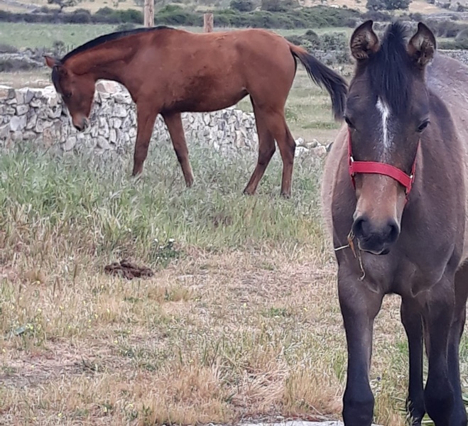 Venta de potros hispanoárabes (Hà) con carta YM - Caballo Hispano Árabe
