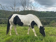 VENTA YEGUA PIA