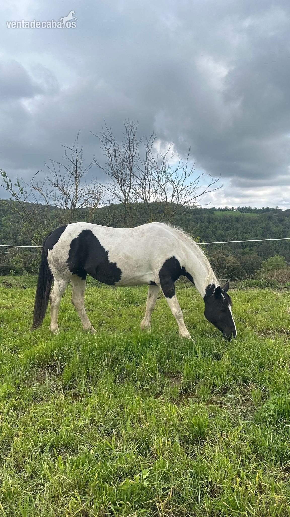 VENTA YEGUA PIA 