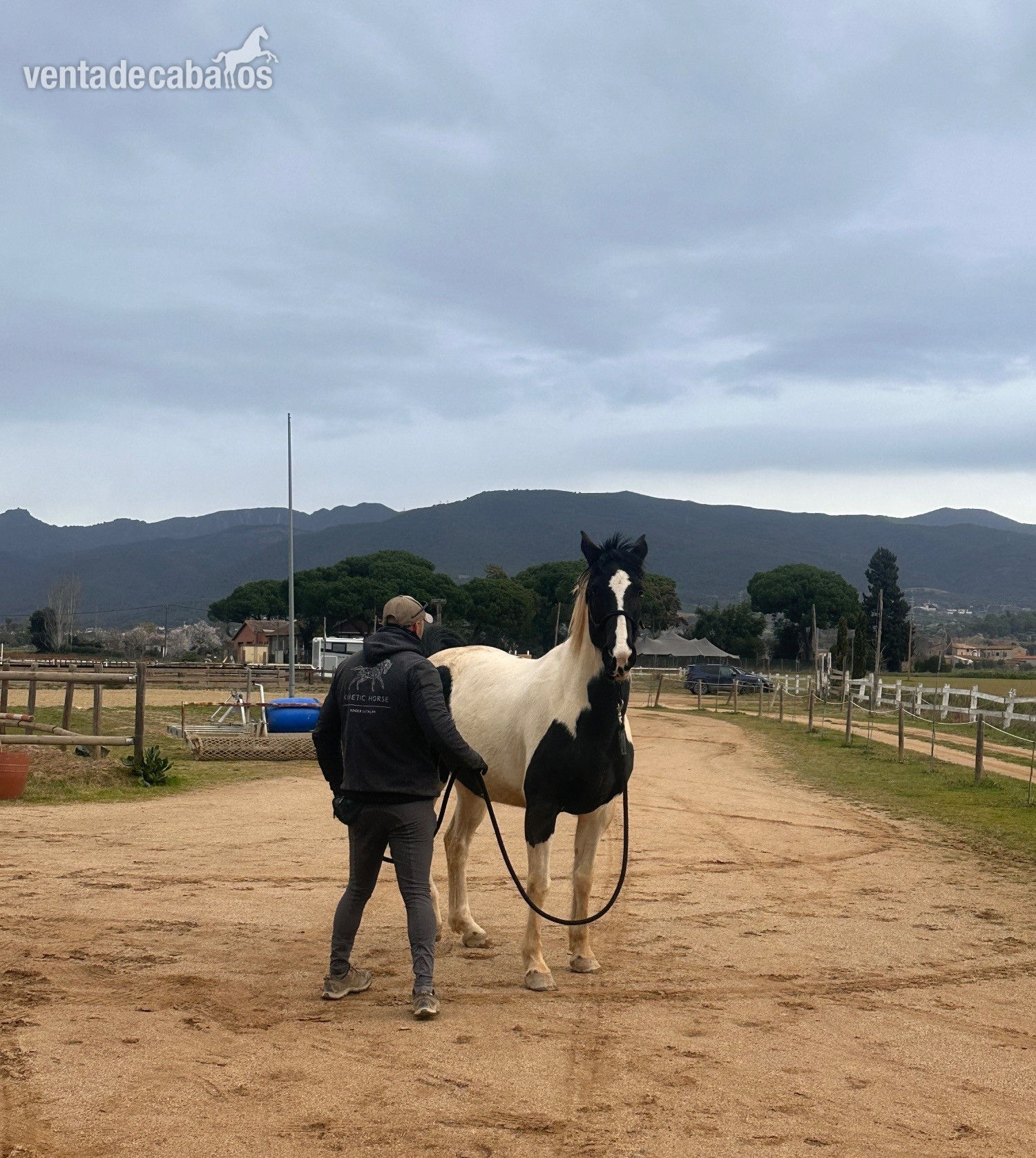 VENTA YEGUA PIA - Yeguas