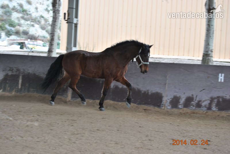 urge venta caballo español in 