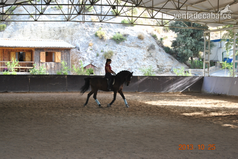 Cruzado {TYPE}