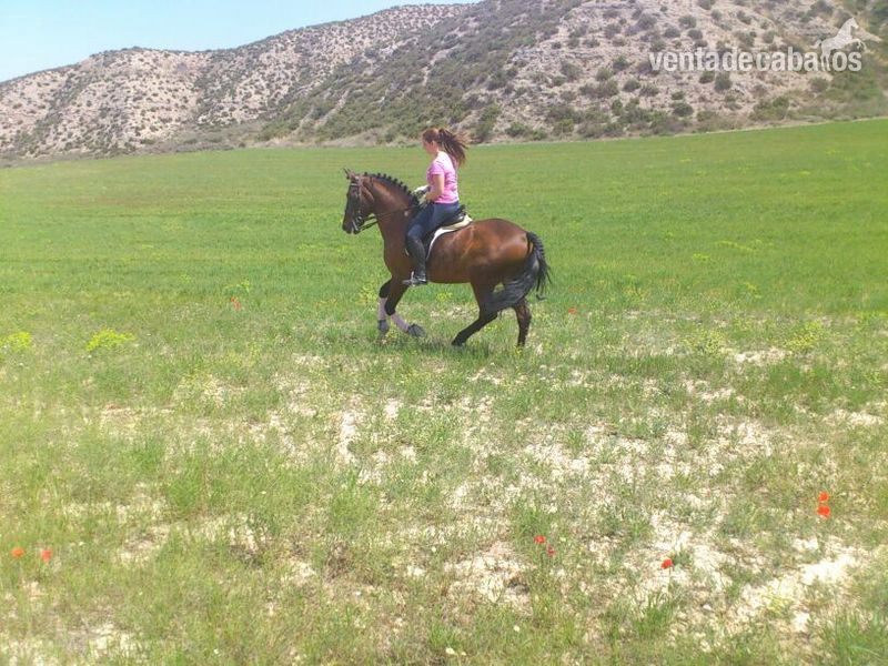 Caballos Capados Cruzado - urge venta caballo español
