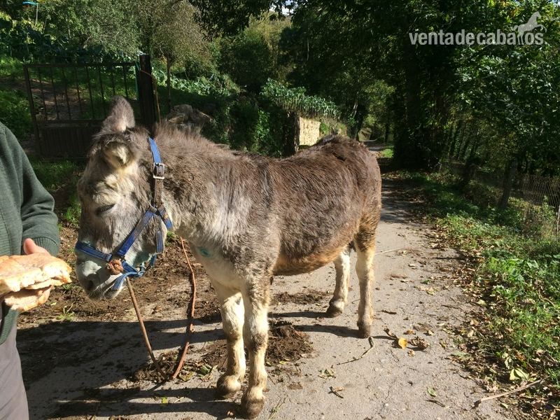 Burros Asno - Asno totalmente domestico