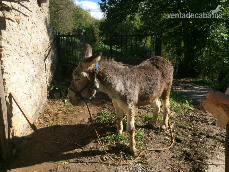 Asno totalmente domestico - Burros Asno
