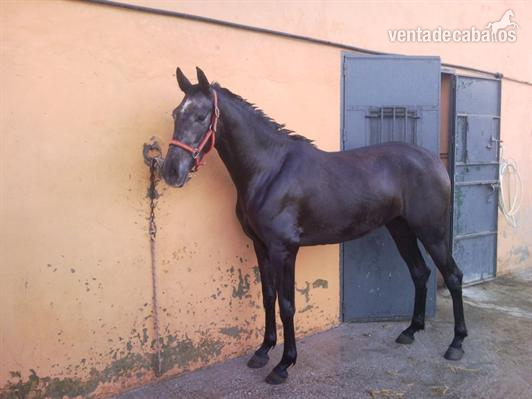 Potra de Caballos Pura Raza Española (P.R.E.) en venta in 