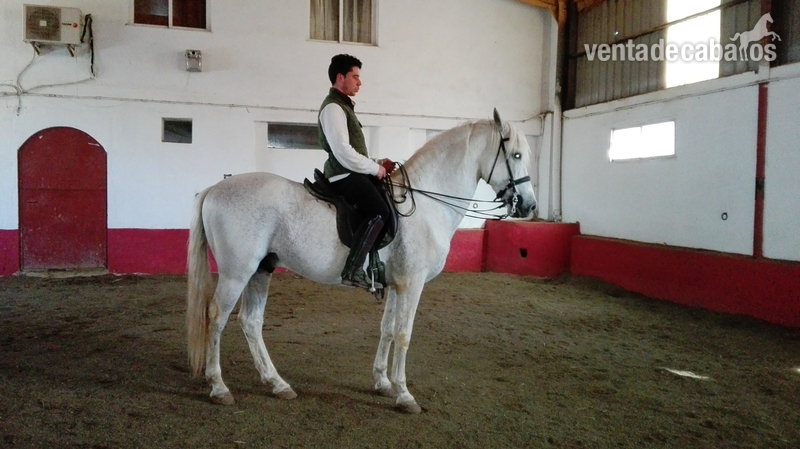 Venta de caballo  in 
