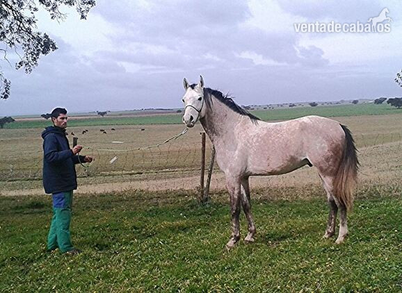  ÁRABES (PRA) y angloárabes potros, yeguas y caballos DE RAID, CRÍA O SHOW clasificados en 40, 60, 80, 80* y CEI*