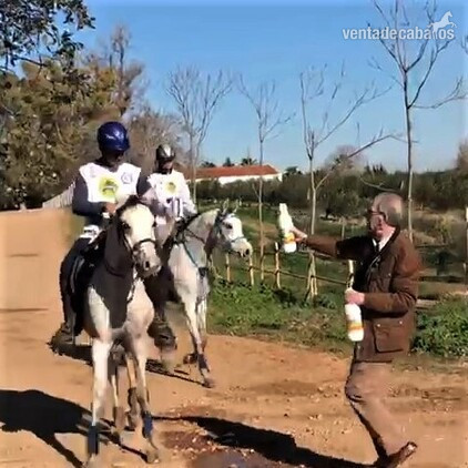 ÁRABES (PRA) y angloárabes potros, yeguas y caballos DE RAID, CRÍA O SHOW clasificados en 40, 60, 80, 80* y CEI* - Caballos Árabes in 