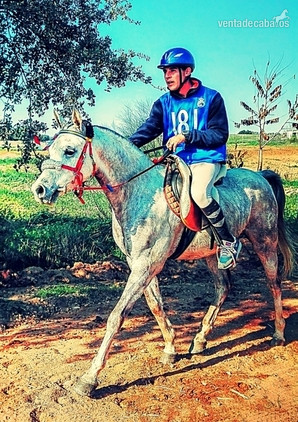 Caballos Árabes Arabe y angloárabe  - ÁRABES (PRA) y angloárabes potros, yeguas y caballos DE RAID, CRÍA O SHOW clasificados en 40, 60, 80, 80* y CEI*