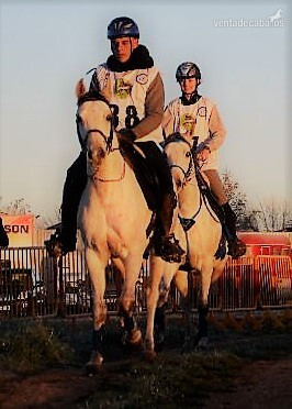ÁRABES (PRA) y angloárabes potros, yeguas y caballos DE RAID, CRÍA O SHOW clasificados en 40, 60, 80, 80* y CEI* - Caballos Árabes Arabe y angloárabe 