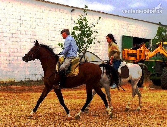 ÁRABES (PRA) y angloárabes potros, yeguas y caballos DE RAID, CRÍA O SHOW clasificados en 40, 60, 80, 80* y CEI* in 