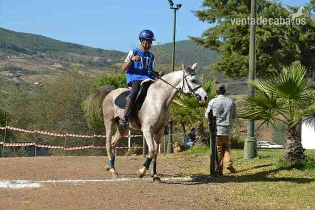 ÁRABES (PRA) y angloárabes potros, yeguas y caballos DE RAID, CRÍA O SHOW clasificados en 40, 60, 80, 80* y CEI* - Arabe y angloárabe 