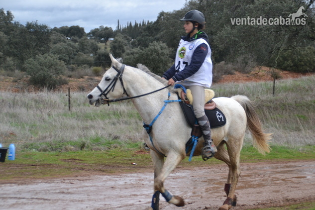 ÁRABES (PRA) y angloárabes potros, yeguas y caballos DE RAID, CRÍA O SHOW clasificados en 40, 60, 80, 80* y CEI* - Caballos Árabes