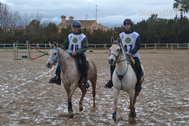 ÁRABES (PRA) y angloárabes potros, yeguas y caballos DE RAID, CRÍA O SHOW clasificados en 40, 60, 80, 80* y CEI*