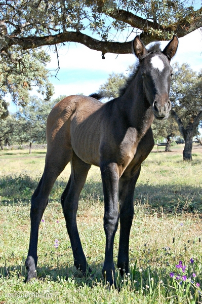 Caballos Pura Raza Española (P.R.E.) Pura Raza Española - POTROS PRE CARDENAS AL DESTETE