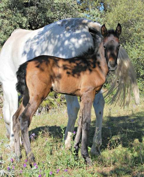 POTROS PRE CARDENAS AL DESTETE - Caballos Pura Raza Española (P.R.E.) Pura Raza Española