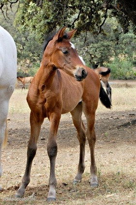 POTROS PRE CARDENAS AL DESTETE - Caballos Pura Raza Española (P.R.E.)