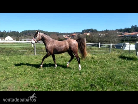 Caballo Hispano-árabe 50% in 