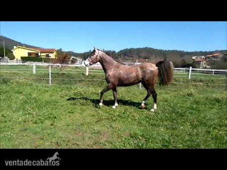 Hispano-Arabe