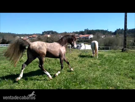 Caballo Hispano Árabe Hispano-Arabe - Caballo Hispano-árabe 50%