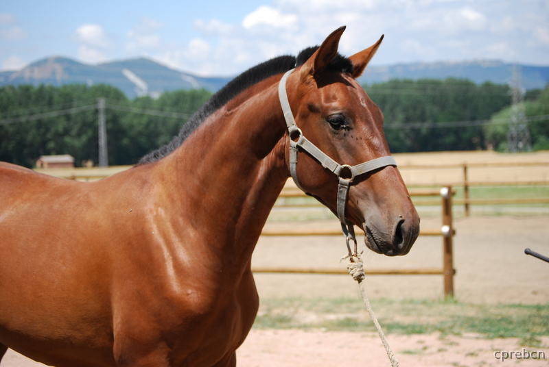 Caballos Pura Raza Española (P.R.E.) P.R.E - Potro PRE 1 año