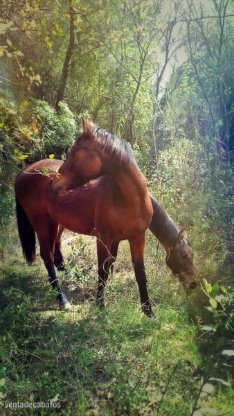 Hispano-Arabe