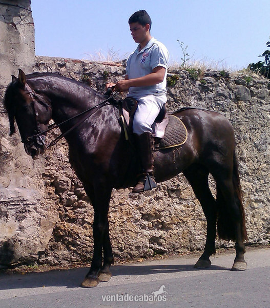 Caballo P.R.E negro domado in 