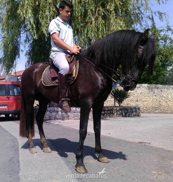 Pura Raza Española
