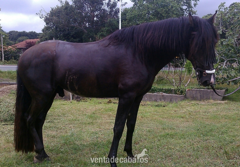 Caballos Pura Raza Española (P.R.E.) Pura Raza Española - Caballo P.R.E negro domado