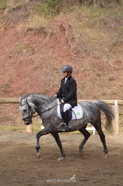 Se vende pony D  in 