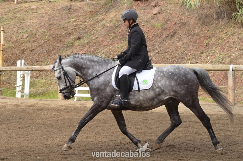 Poni de Competicion / Deporte