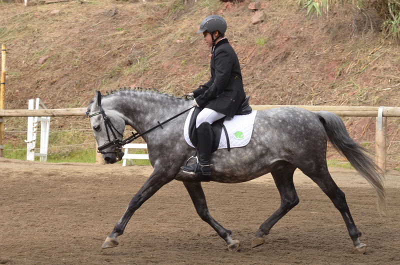 Poni de Competicion / Deporte