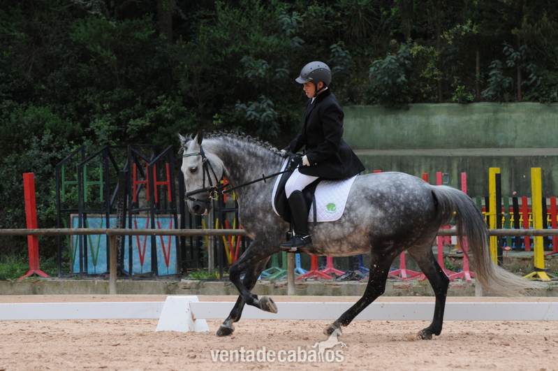 Poni de Competicion / Deporte {TYPE}