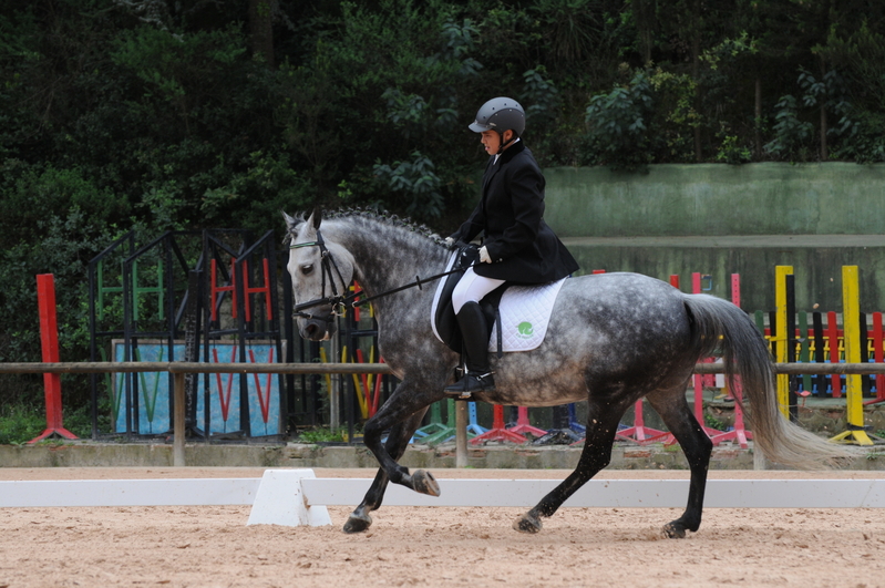 Poni de Competicion / Deporte {TYPE}