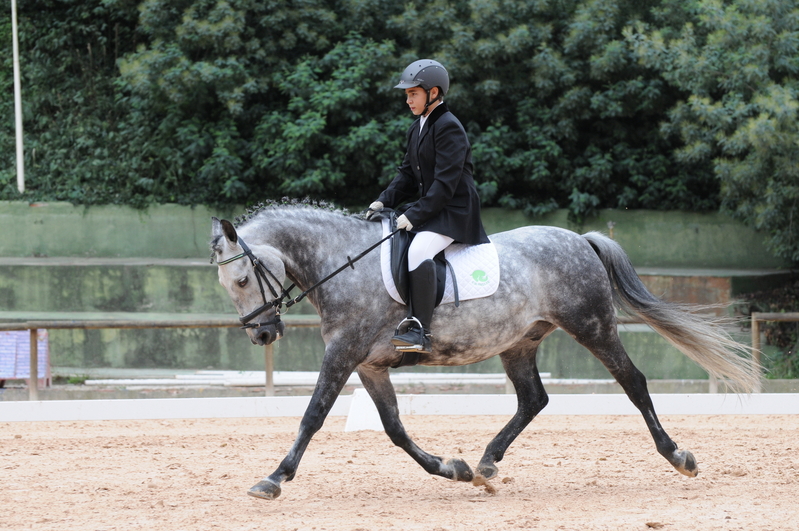 Ponis Pony Club Poni de Competicion / Deporte - Se vende pony D 