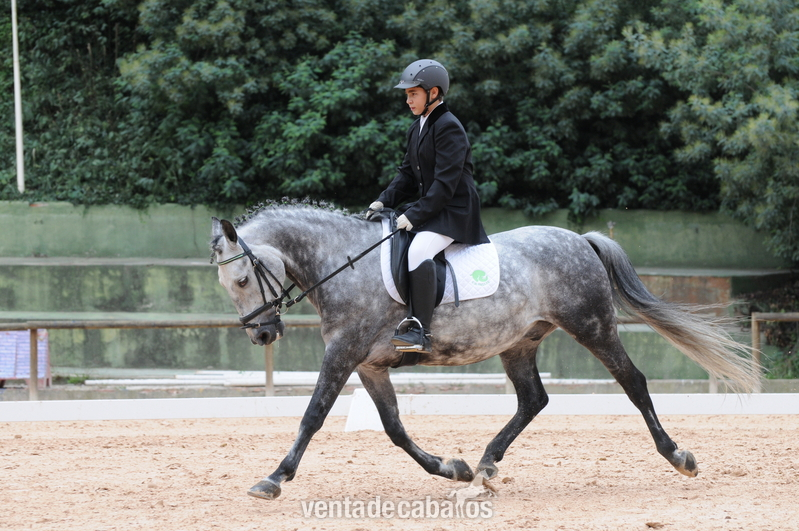 Ponis Pony Club Poni de Competicion / Deporte - Se vende pony D 