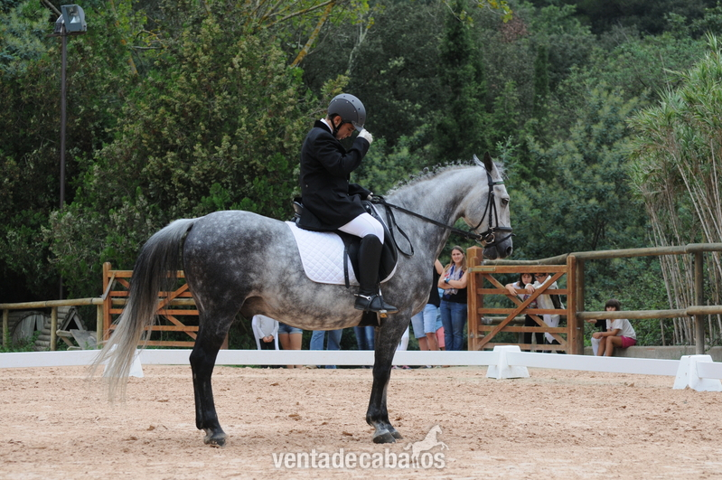 Se vende pony D  - Ponis Pony Club Poni de Competicion / Deporte