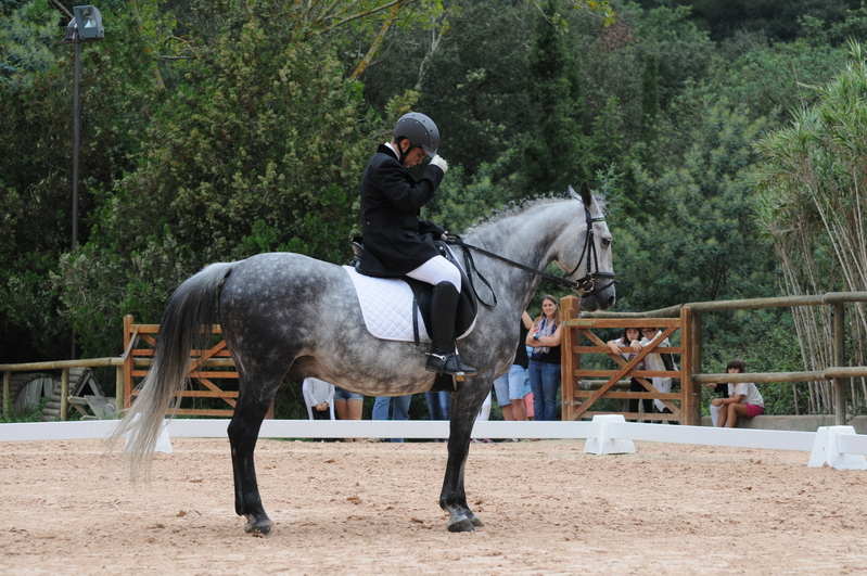 Se vende pony D  - Ponis Pony Club Poni de Competicion / Deporte