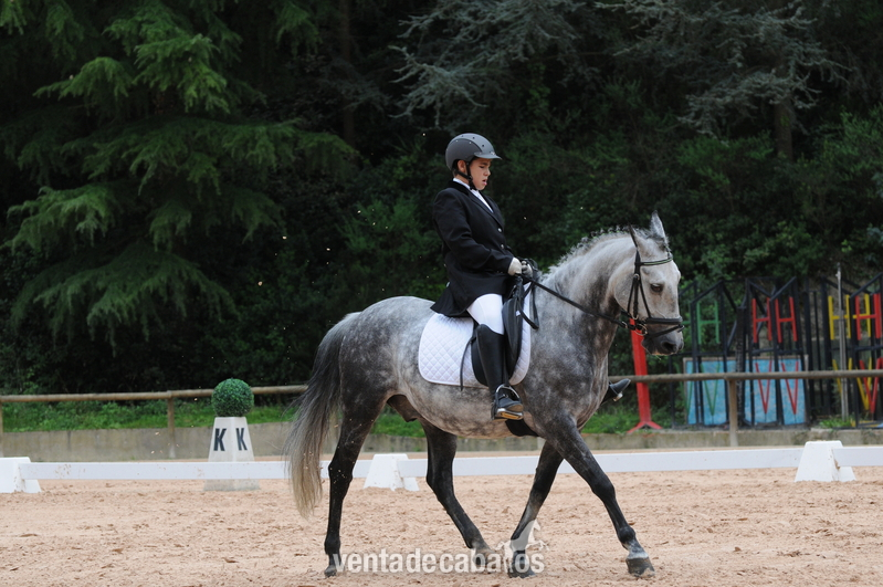 Se vende pony D  - Poni de Competicion / Deporte