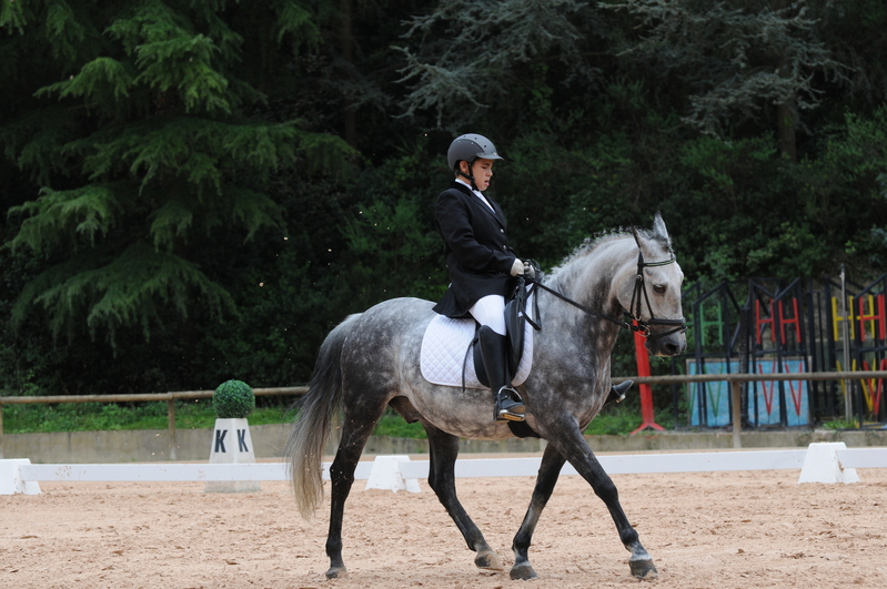 Se vende pony D  - Poni de Competicion / Deporte