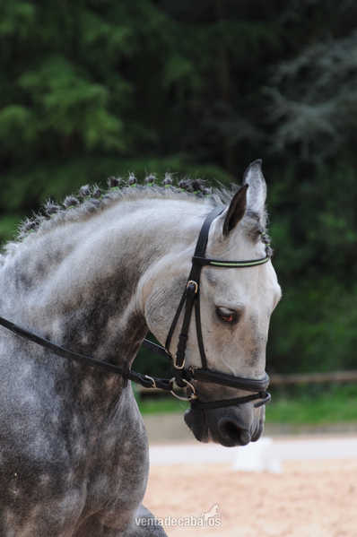 Se vende pony D  - Ponis Pony Club