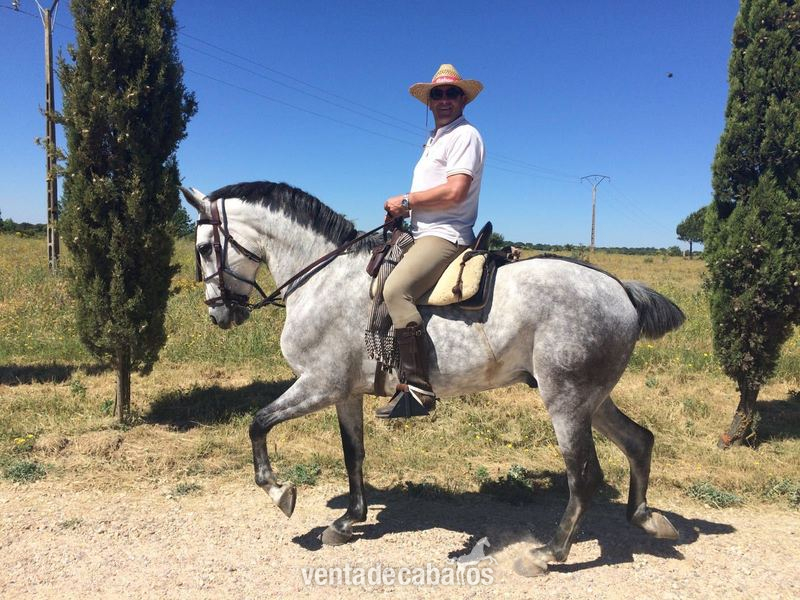 CABALLO CRUZADO CASTRADO in 