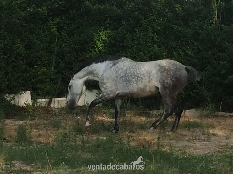 Caballos Capados Cruzado - CABALLO CRUZADO CASTRADO